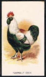 Faverolle Cock